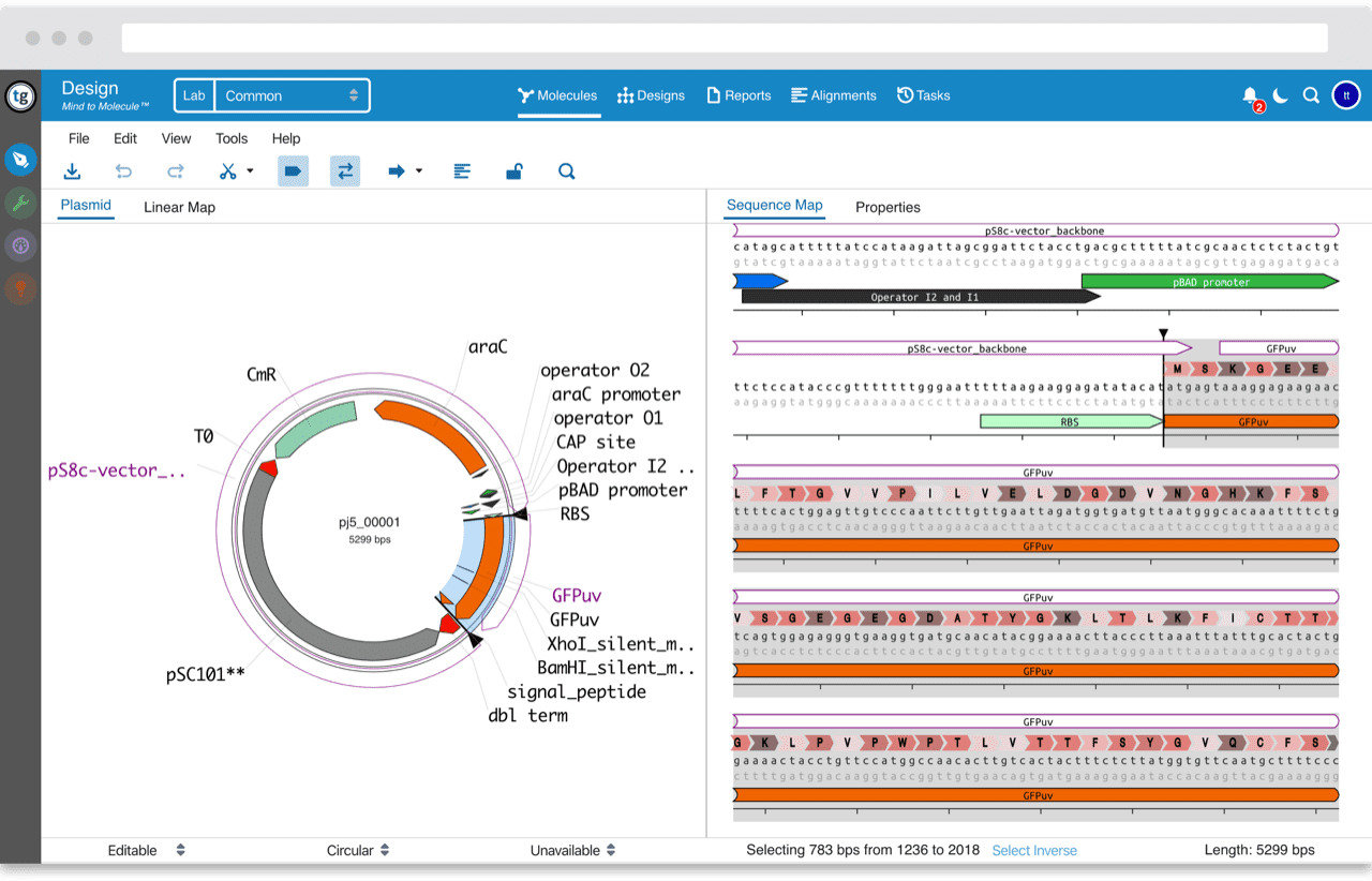 TeselaGen's vector editor screenshot showing how a DNA construct is visualized